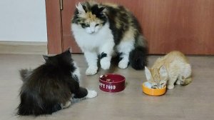 Первая встреча котенка Мии с кошкой Софией и котятами за обедом.