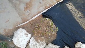 КЛУМБА ДО и ПОСЛЕ. Дизайн клумбы.