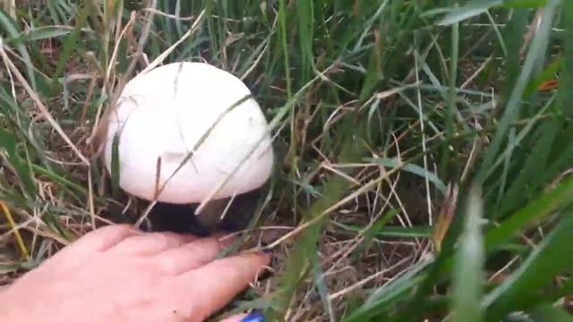 Шампиньоны в поле... смотреть онлайн