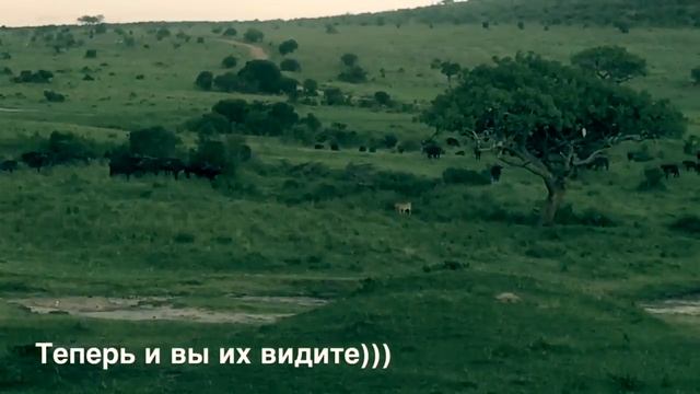 Masai Mara safari / сафари Масаи Мара смотреть онлайн