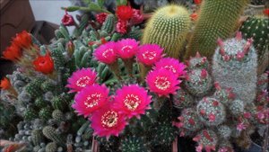 Лобивия цветёт. Lobivia blooms