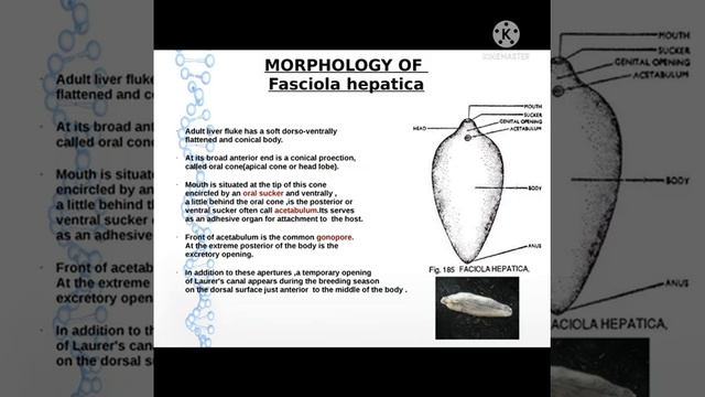 ??????? - ???????? ????????(?????????) смотреть онлайн