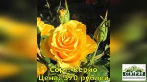 Описание чайно-гибридной розы!!! Обзор доступных к заказу сортов!!!