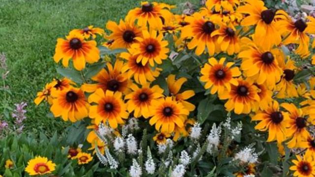 Как Выращивать Рудбекию из Семян в Домашних Условиях смотреть онлайн