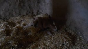 Новорожденный жеребенок.Первые шаги.