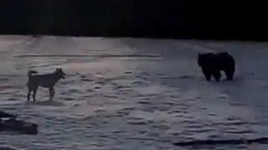 Медведь шатун сожрал рыбу.