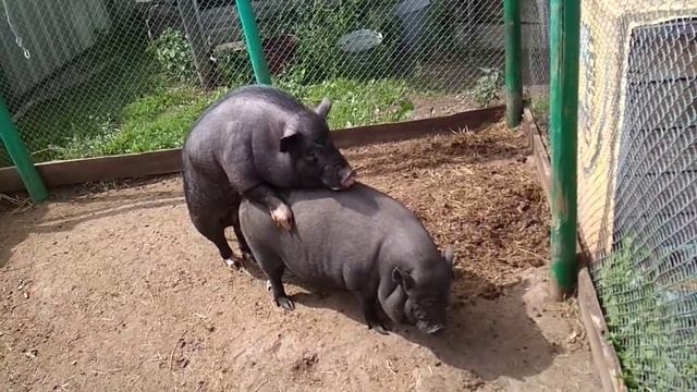 Сведение свинок. Как спариваются вьетнамские свини.