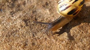 звуки улитки