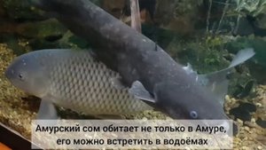 Рыбы р. Амур