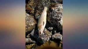 M MAXIMUMCATCH Maxcatch Tenkara Fishing Rod and Combo 9//10//11//12//13ft//Triple review