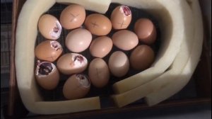 "От яйца до цыпленка или как вывести цыплят в инкубаторе"