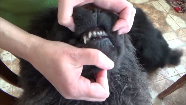 Зубы Пупса смотреть онлайн