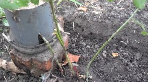 чайная роза - хороший подвой для прививки роз