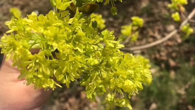 Медонос клён остролистный. Описание. Медопродуктивность смотреть онлайн