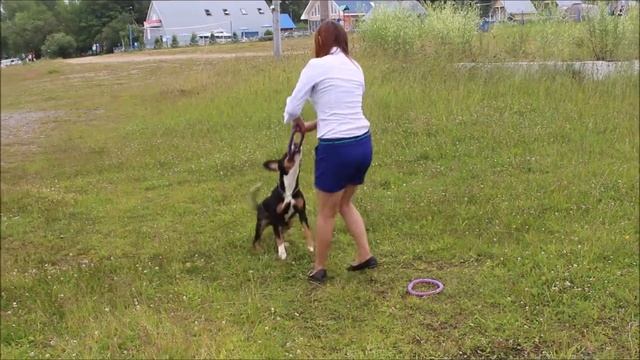 Энтлебухер зенненхунд Юта смотреть онлайн