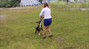 Энтлебухер зенненхунд Юта