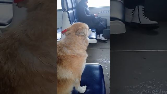 Собакин Василий покоряет Москву! смотреть онлайн