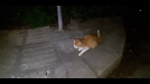 How to make friends with a wild cat. Как подружиться с дикой кошкой. смотреть онлайн