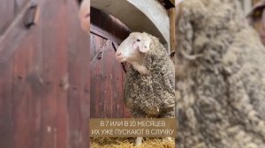 Порода овец Мериноландшаф от одного из лучших заводчиков в Германии! Элитные породы овец в России!
