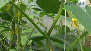 Повышаем урожайность огурцов В 3 РАЗА! ПОДКОРМКА ДЛЯ ОГУРЦОВ ИЗ ХЛЕБА.