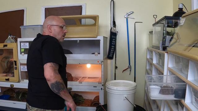 Cobra Loose in NC Snake Finally Caught How-To: Safe Venomous Tips Inland Taipans Cobras