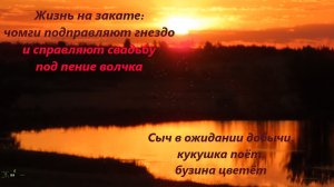 Закат: чомги на гнезде, волчок поёт, сидя в зарослях, сыч, кукушка. Бузина цветёт. РО, с-з, 26.05.24