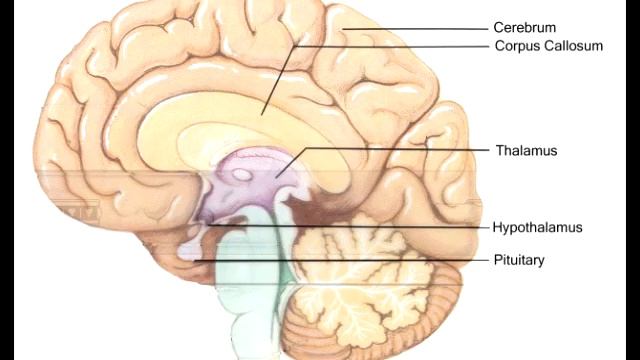 Гипоталамус – Душа Человека смотреть онлайн