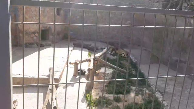 Ташкент, Ташкетский зоопарк, 15.05.2022, часть 11. смотреть онлайн