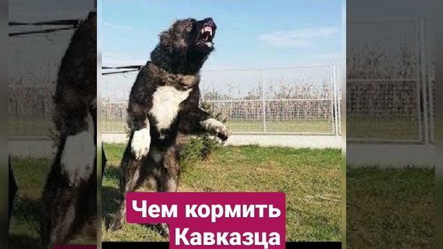 Чем кормить Кавказскую авчарку смотреть онлайн