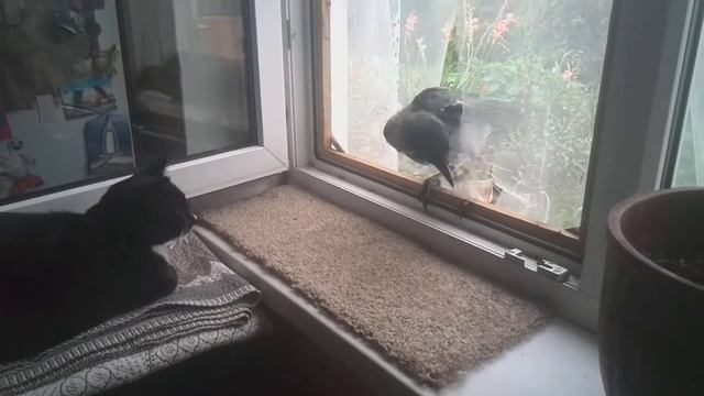 Ворона прорубила окно в дом смотреть онлайн