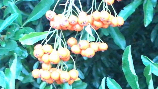 buisson ardent 'Pyracantha coccinea orange glow' Des baies guirlandes show смотреть онлайн