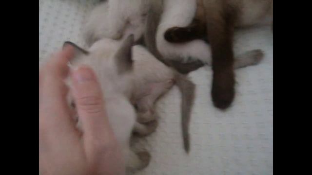 Тайские (сиамские) котята/Siamese kittens смотреть онлайн