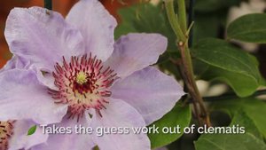 30 Seconds with Still Waters™ Clematis