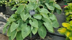 Hosta - Jurassic Park│Dutch-bulbs.com
