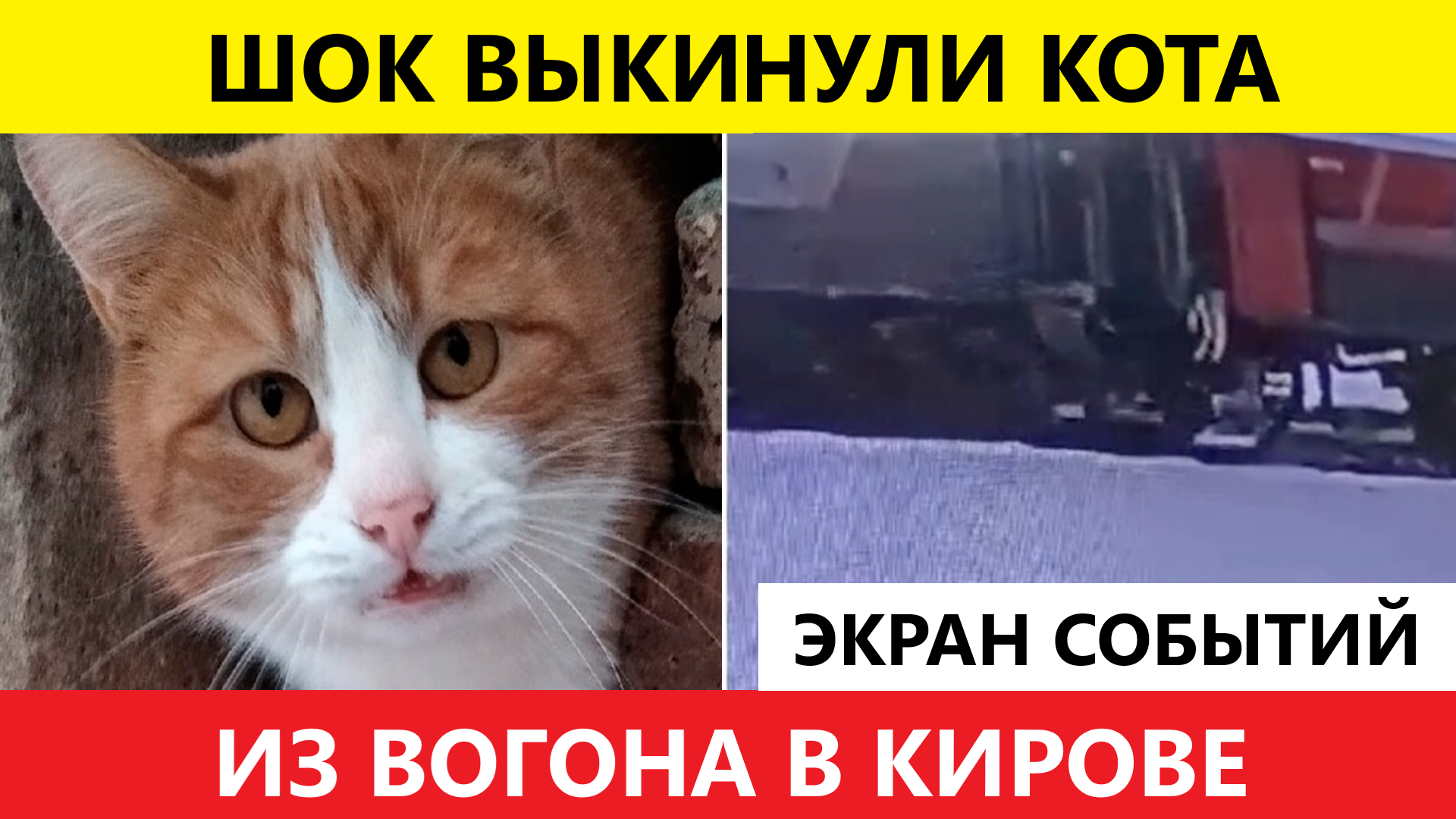 Что известно о проводнице выбросившей кота