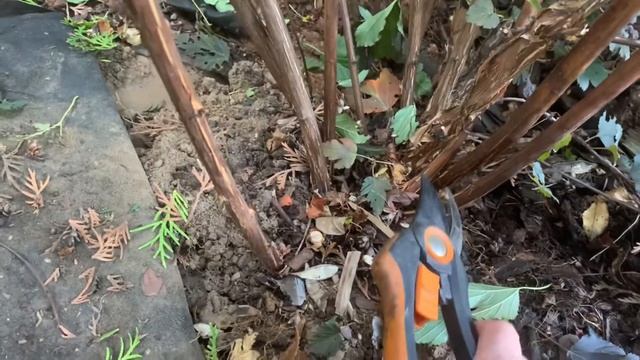☘️Как сделать ШТАМБ из куста ЧАСТЬ 1?Формировка деревцем своими руками?Пузыреплодник ‘Диабло’?