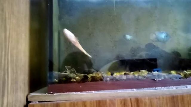 Рыба умирает пока рыбка! смотреть онлайн