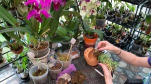 ОРХИДЕЯ Epidendrum medusae. Посадка и особенности ухода