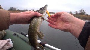 Щука на воблер Strike Pro Inquisitor 130SP и Strike Pro Montero 110SP. Також розловив свого джерка.