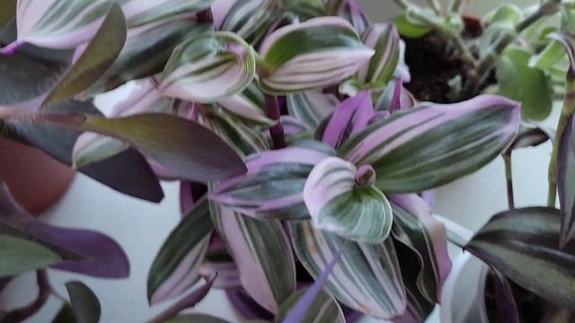 Традесканции зимой. #традесканции