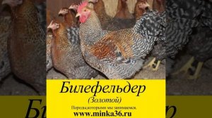 Фермерское хозяйство элитных кур "Фокин и Ко" @minka36.ru Породы, которыми мы занимаемся.