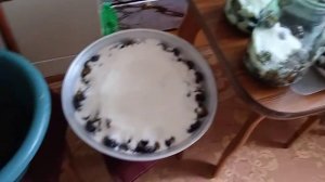 Слива-терновка, урожай, закрываем компот, основная часть на варенье!