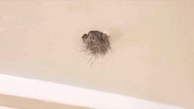 Женщина обнаружила в своем потолке торчащую лапку, она и подумать не могла кто это, вы АХНЕТЕ смотреть онлайн