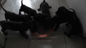 Щенки таксы