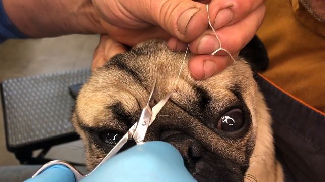 Укус клеща ?Как выкрутить клеща ниткой ?? смотреть онлайн