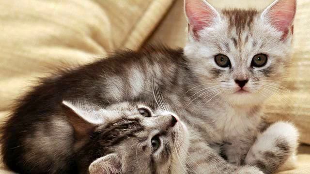 Музыка живая. Действительно потрясающая песня. Обожаю! смотреть онлайн