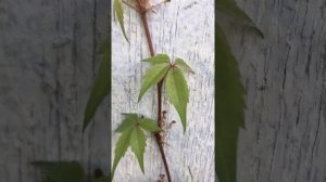 How to identify poison ivy from Virginia creeper