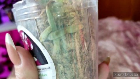 Орхидеи ❤первые орхидейки в этом году от магазина Орхорай ???