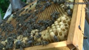 Арест матки для получения маточников тихой смены.  часть 2.