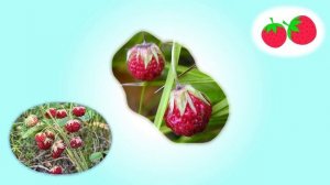 Ягоды. Изучаем ягоды вместе с детьми.